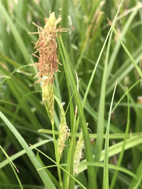 Carex Cherokeensis Cherokee Sedge Sedges North Carolina Extension