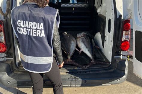 Pesca Illegale Guardia Costiera Sequestra Esemplari Di Tonno Rosso A