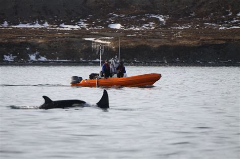 Killer Whales And Their Prey In Iceland Briefing Earthwatch