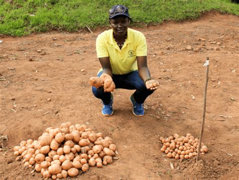 Fighting Blight With Gmo Potatoes Genetic Literacy Project