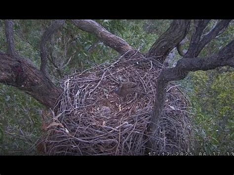 Sea Eagle Nest Sydney Australia pora śniadania odlot i przylot