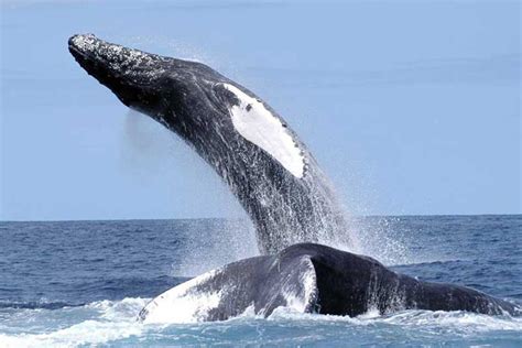 Atlantic Ocean Whales