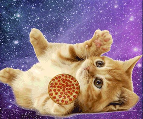 Caterville: Pizza Cat Gifs