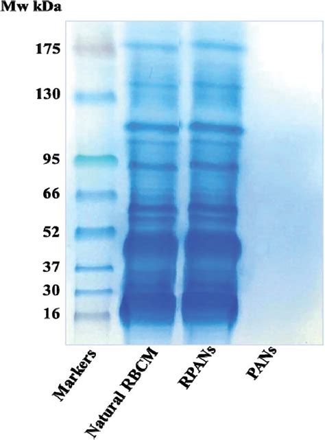 Sds Page Assay Showing The Retention Of Rbcm Proteins In Rpans The