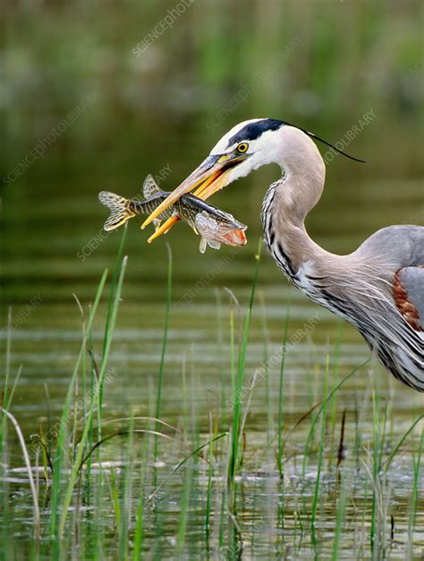 Great Blue Heron With Prey Stock Image C0287614 Science Photo