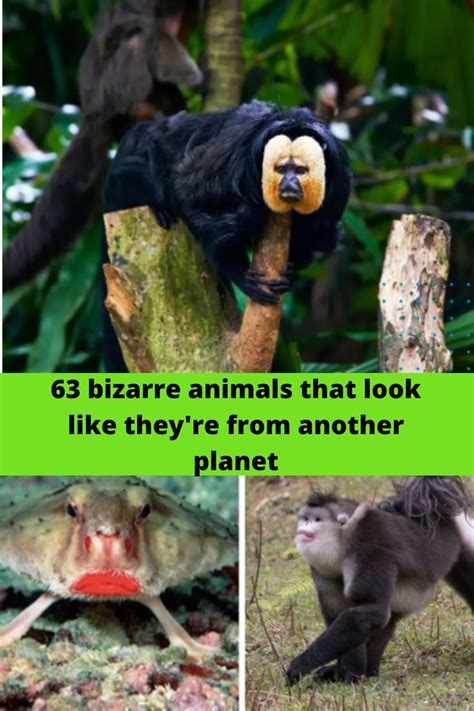 63 Bizarre Animals That Look Like Theyre From Another Planet Bizarre