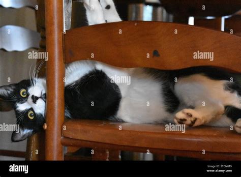 Fair Lawn New Jersey Usa 13th Dec 2023 Tuxedo Cat Seen On A Chair