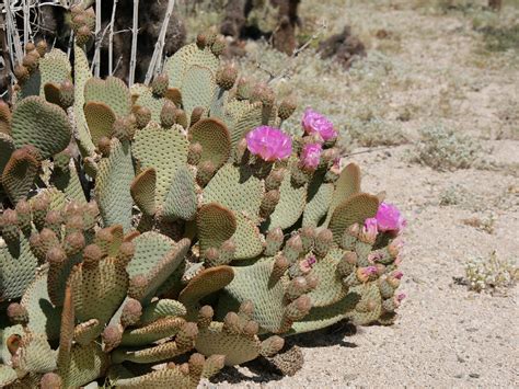 Cactus Habitat: Mojave Desert · Environmental Art Show - Virtual ...