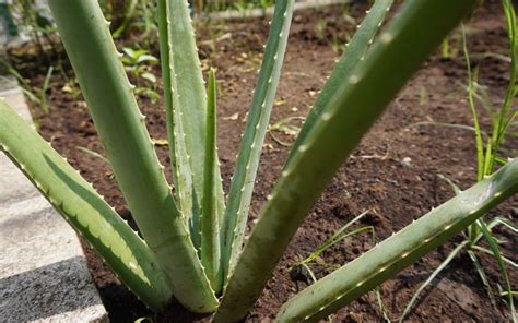 Aloe Vera Plant at Home: Growing Tips, Benefits & More! | Zameen Blog