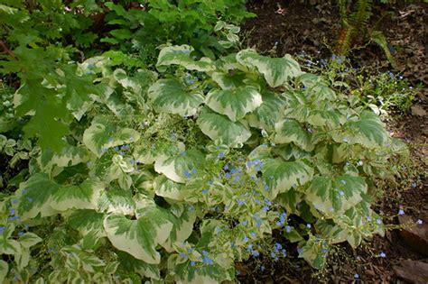 Brunnera (variegated) | Karl Gercens | Flickr