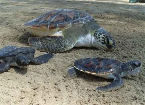 Descubre Las Especies De Tortugas Marinas Te Lo Contamos Todo