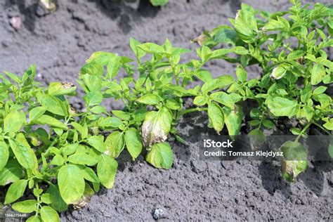 Potato Plants Heavily Infested By Potato Blackleg Disease Caused By Pathogens Bacteria