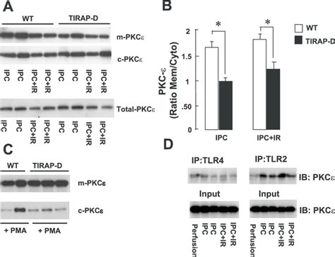 Pkc Translocation In Tirap Tlr And Tlr Deficient Mouse Hearts