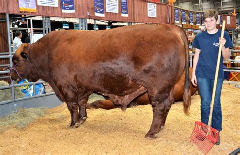 A Boy And His Bull Life Enrichment Of Houston Leoh