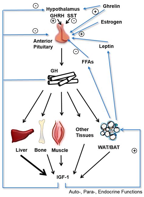 Ijms Free Full Text Growth Hormone Resistance—special Focus On