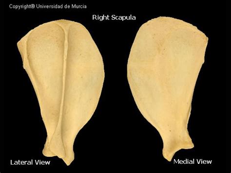 Canine Thoracic Limb Skeletal Anatomy Resources I Ii And Iii Wikivet