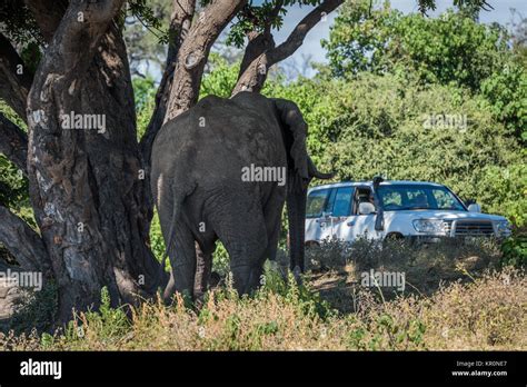 Elephant Lorry Truck Transport Banque De Photographies Et Dimages