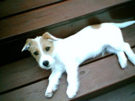 Jack Russell Terrier Smooth Coat Long Legs