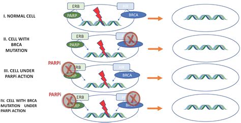 Parp Inhibitors In Prostate Cancer Encyclopedia Mdpi