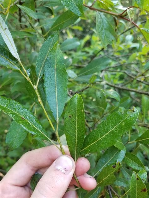 Pussy Willow Tree Leaves