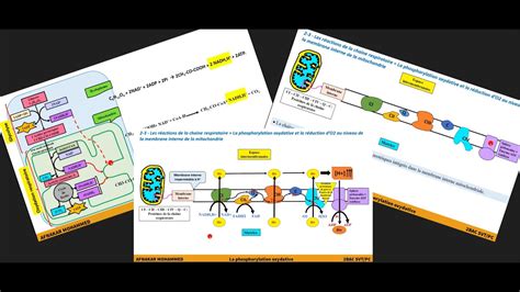 Les R Actions De La Cha Ne Respiratoire La Phosphorylation Oxydative