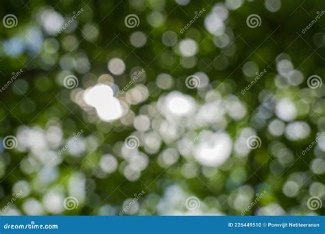 Naturaleza Bokeh Primavera Fondo Abstracto Hojas Verdes Borrosas