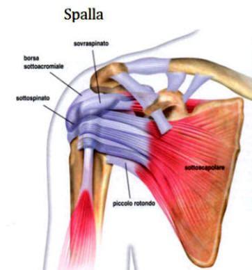 Tendinopatie Della Cuffia Dei Rotatori