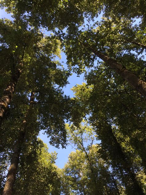 Free Images Tree Nature Forest Outdoor Branch Sunlight Leaf