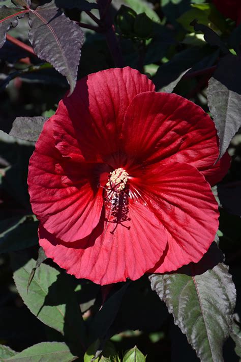 Hardy Hibiscus 'Midnight Marvel' | Kennedy's Country Gardens | Garden ...