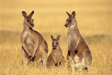 Three Kangaroos Are Standing In The Tall Grass