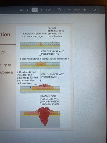 Cell Biol Mehari Cancer Stem Cells Flashcards Quizlet