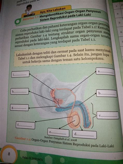 Pada Organ Reproduksi Pria Urutan Jalur Yang Dilalui Sperma Yaitu 7