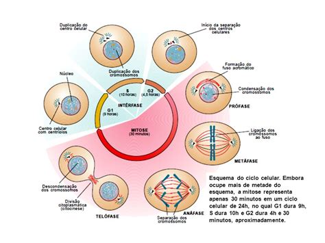 Fases De Divisao Celular