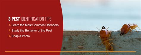 tips    identify pests  cape