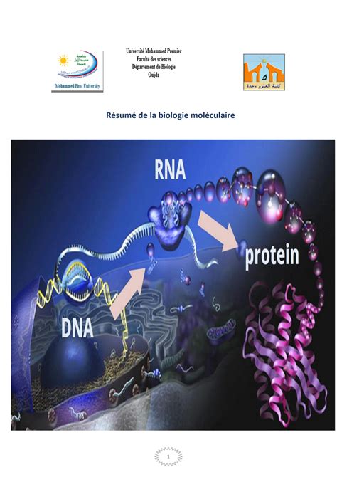 SOLUTION R Sum Biologie Mol Culaire Pdf Version 1 Studypool