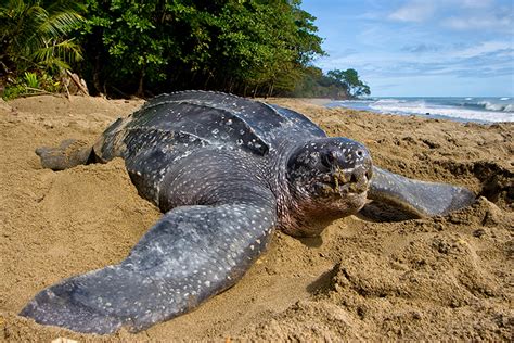 Leatherback Sea Turtles Are Enjoying A Banner Nesting Season On Our