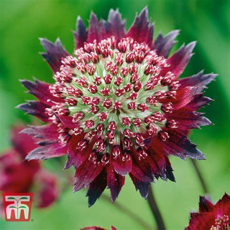 Astrantia Major Moulin Rouge Thompson And Morgan