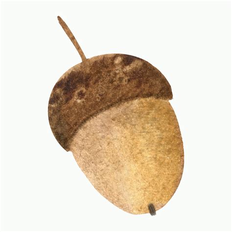 One brown acorn. Watercolor painting. watercolor acorn painted by hands ...