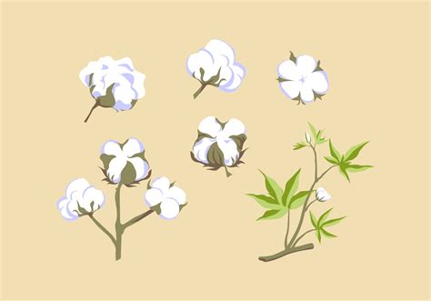 COTTON PLANT VECTOR 103692 Vector Art at Vecteezy