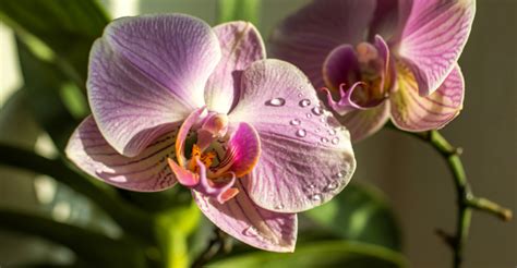 portland gardeners  care  orchids indoors  winter  oregon