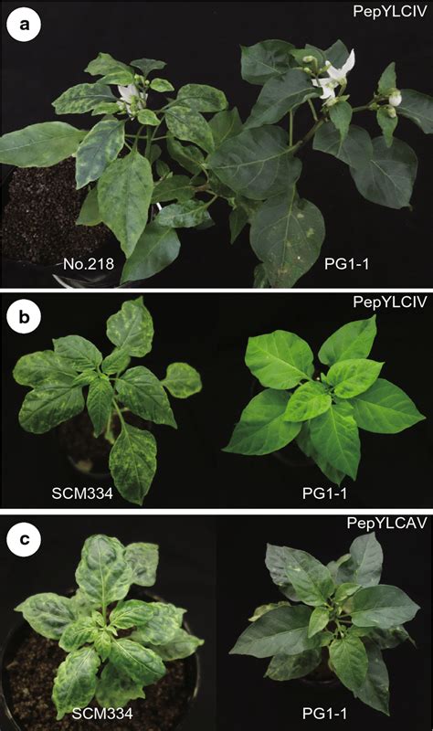 Pg1 1 And Scm334 Plants With Single Inoculations Of Pepper Yellow Leaf Download Scientific