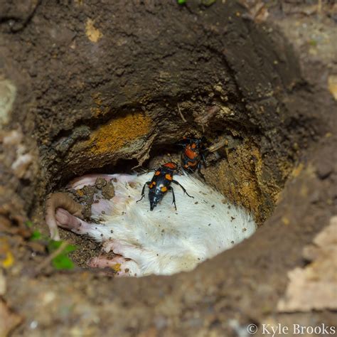 On the Subject of Nature: American Burying Beetle