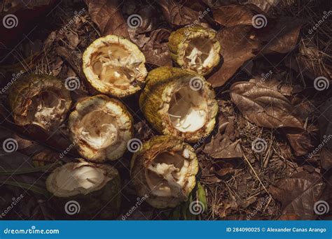 Cocoa Tree Plantation In Harvest Stock Image Image Of Garden