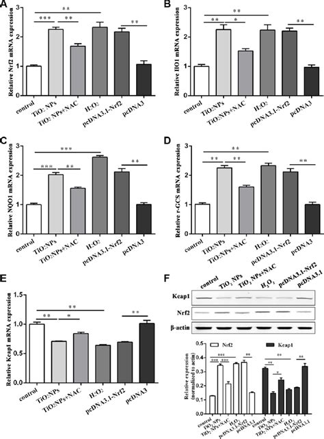 Tio2 Nps Activated Nrf2are Signaling Pathway In Corneal Endothelial