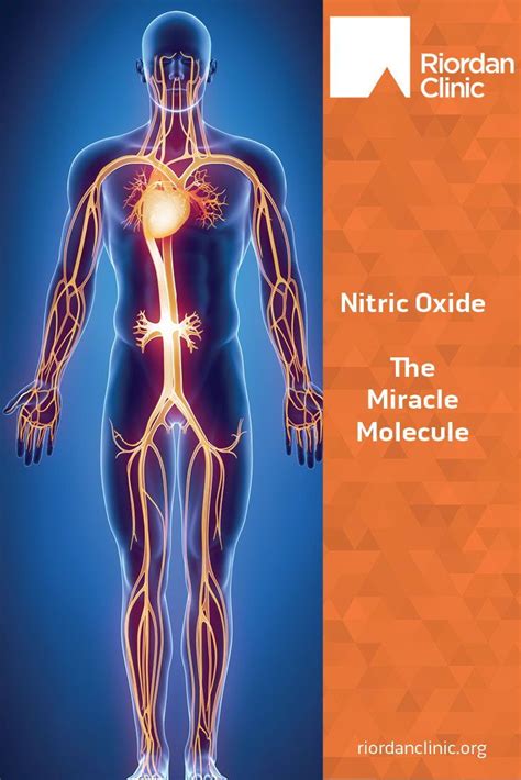 The Miracle Molecule Riordan Clinic Molecules Clinic Nitric Oxide