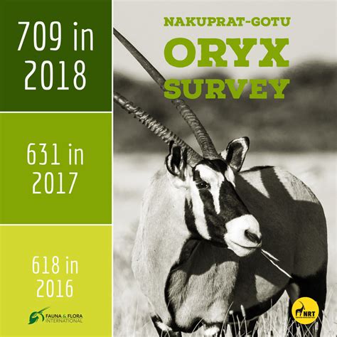 Beisa Oryx Population on the Rise in Nakuprat-Gotu — Northern