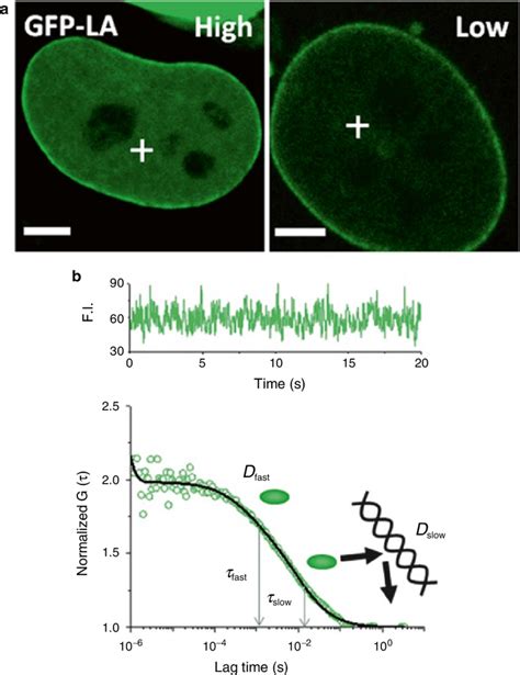 Procedure Of Fluorescence Correlation Spectroscopy Fcs Measurement On Download Scientific