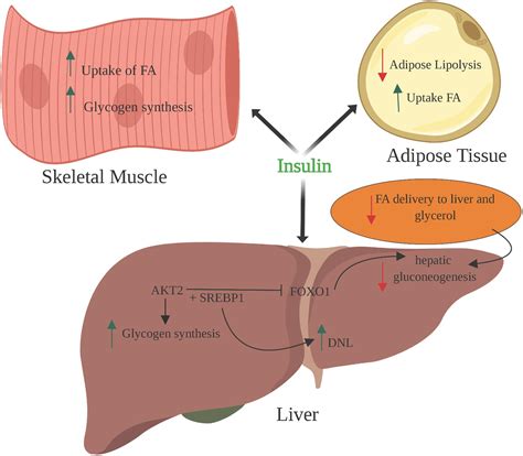 Pathogenesis Of Insulin Resistance And Atherogenic Dyslipidemia In