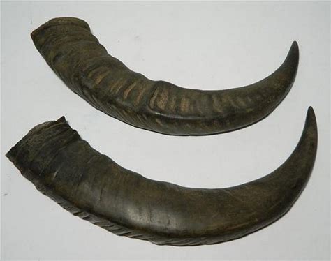 43cm Buffalo Horns Pair - Natural History - Industry Science & Technology