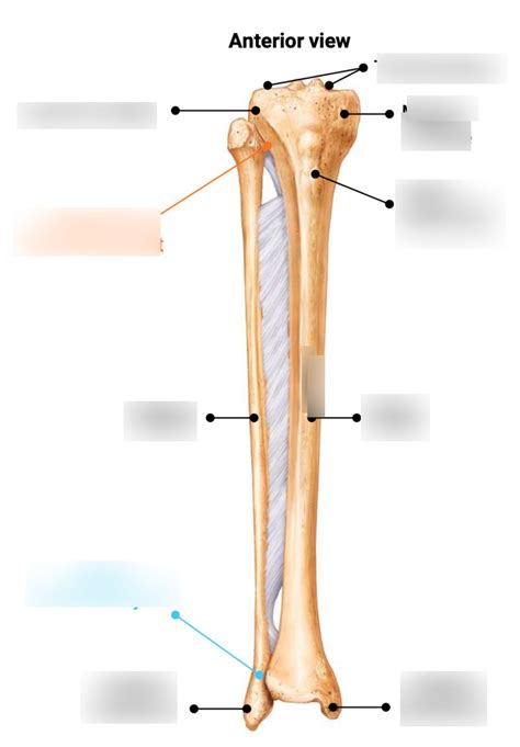 Diagram Of Tibia And Fibula Diagram Quizlet